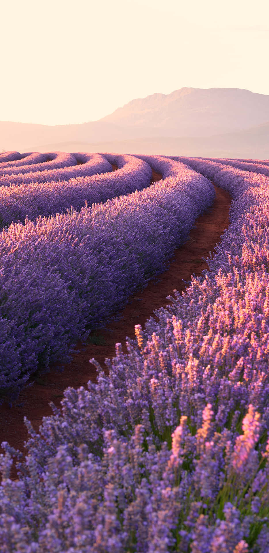 Lavendelfeldmit Gekrümmten Blumenreihen Wallpaper