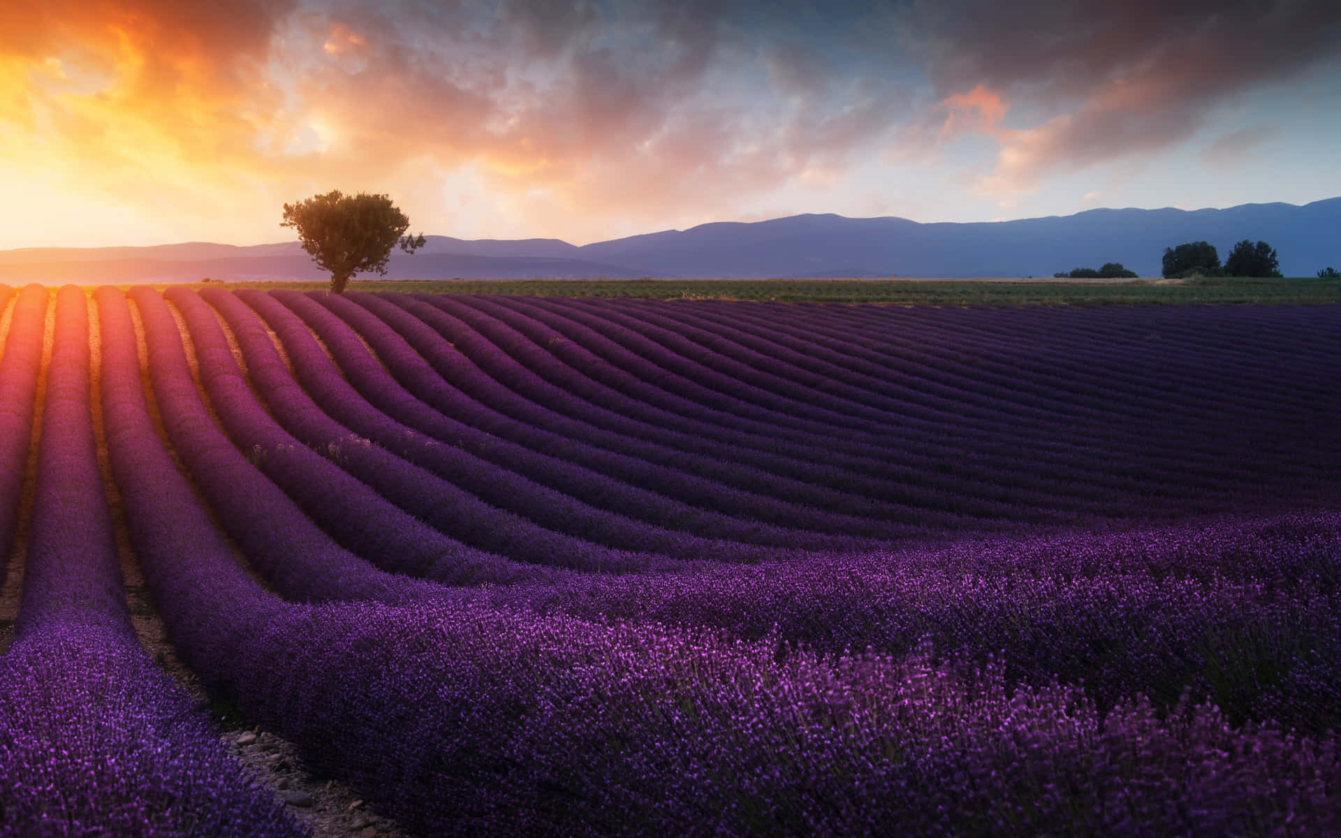 Lavender Field Early Sunrise Wallpaper