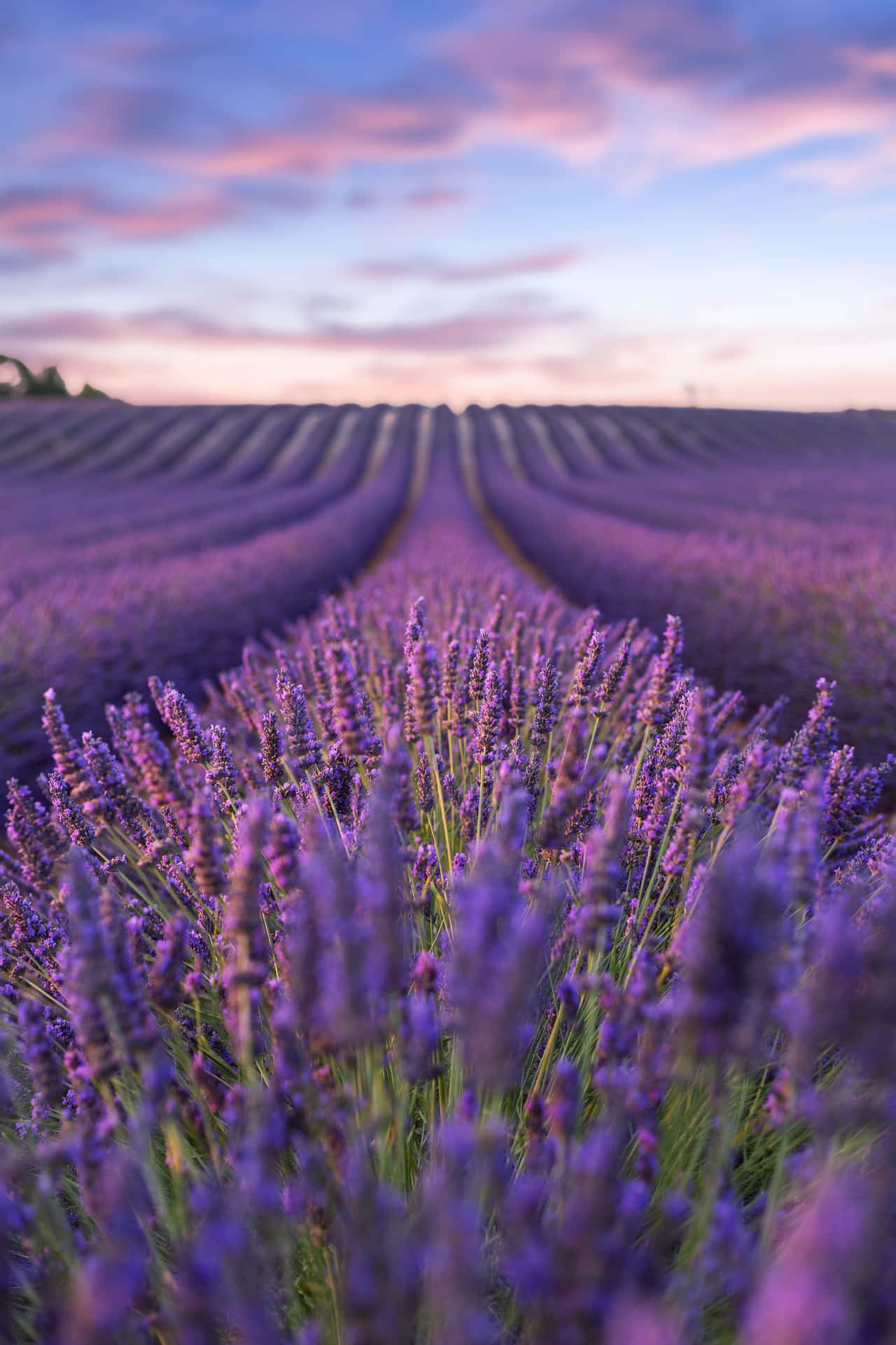 lavender field wallpaper