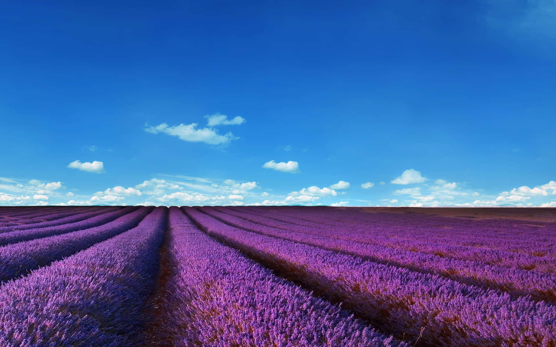 Lavender Field Flower Rows Wallpaper