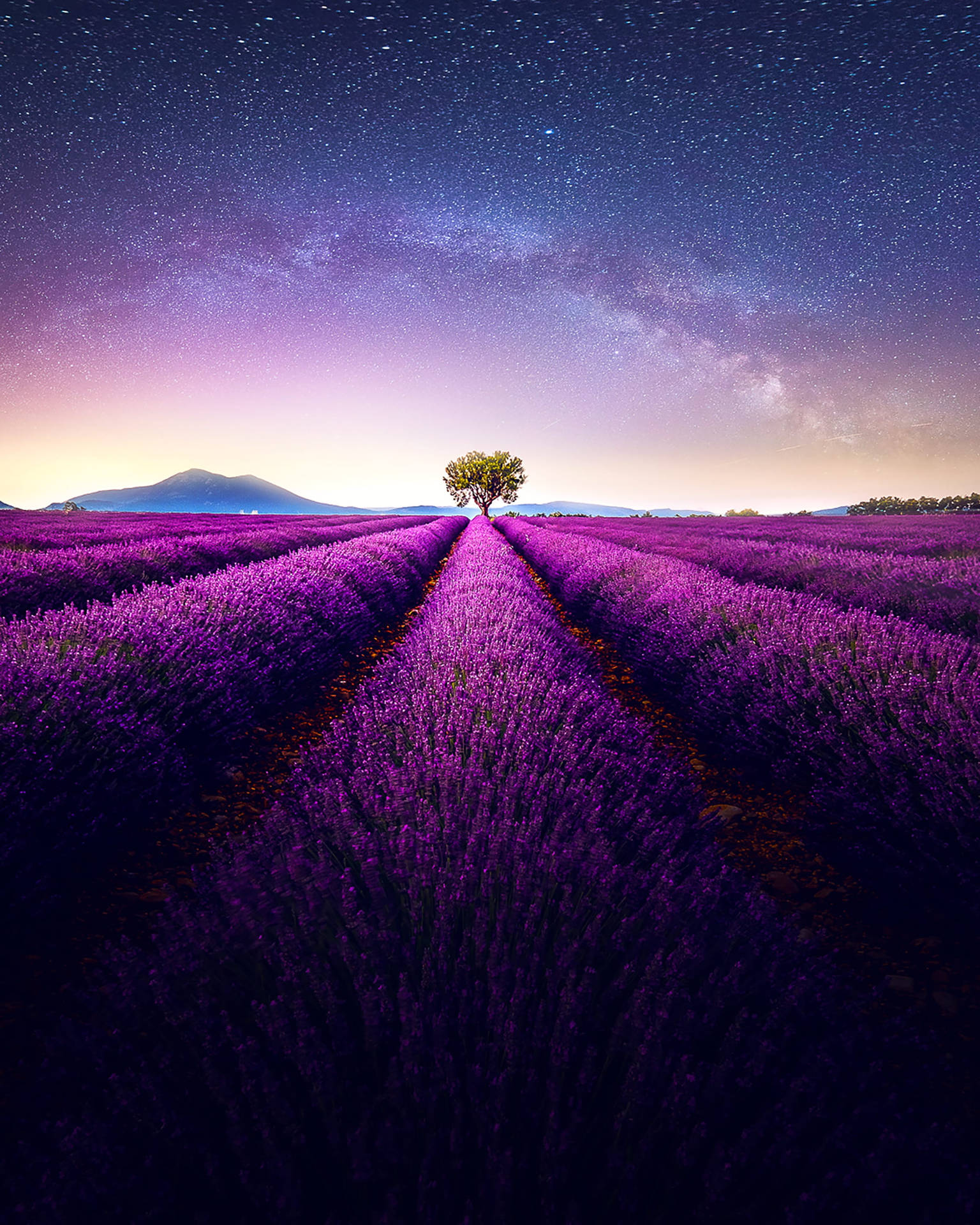 A serene iPhone Landscape showing a blooming lavender field under a vibrant blue sky. Wallpaper