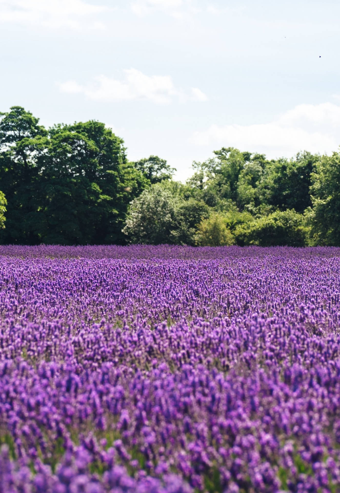 Lavender Field Iphone Wallpaper Wallpaper