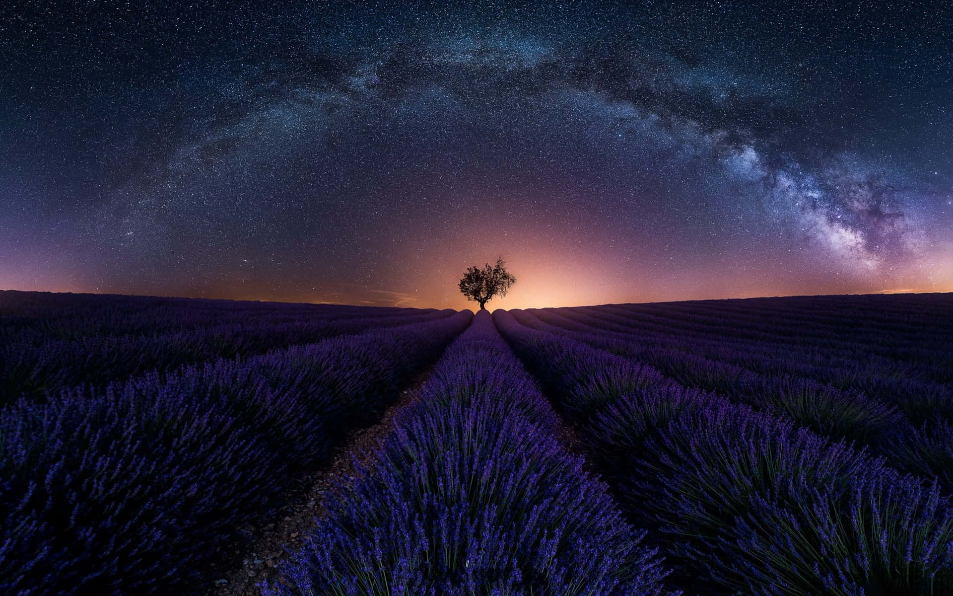 Lavender Field Lone Tree Night View Wallpaper