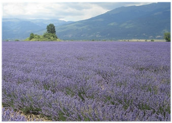 Lavender Field Mountain Backdrop PNG