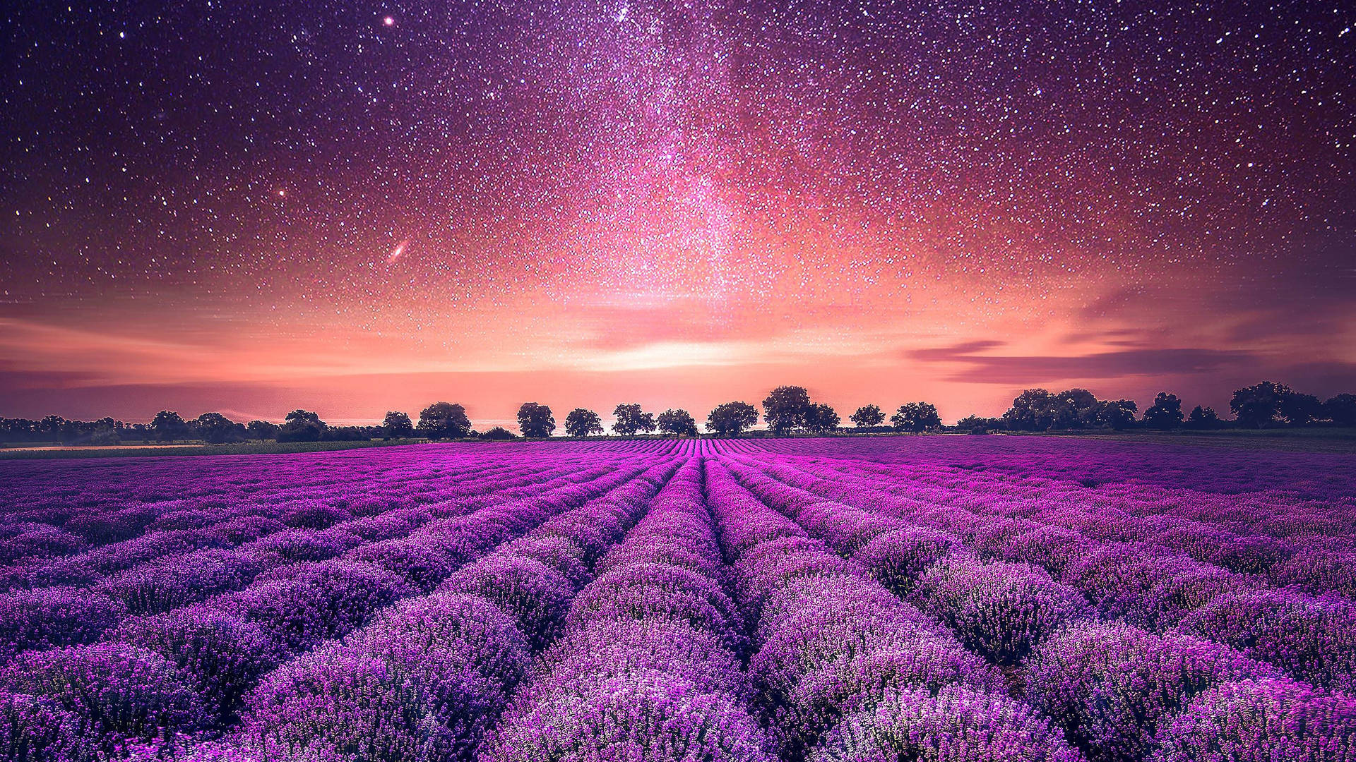 A breathtaking view of a lavender field at dusk Wallpaper