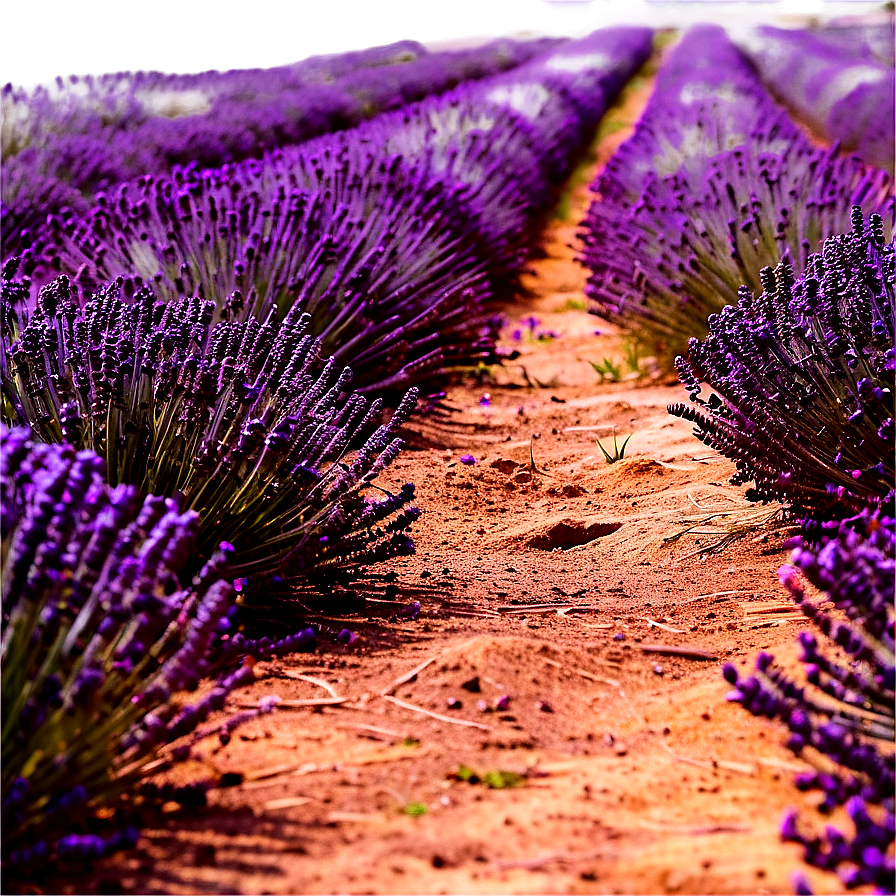 Lavender Field Path Png 06202024 PNG