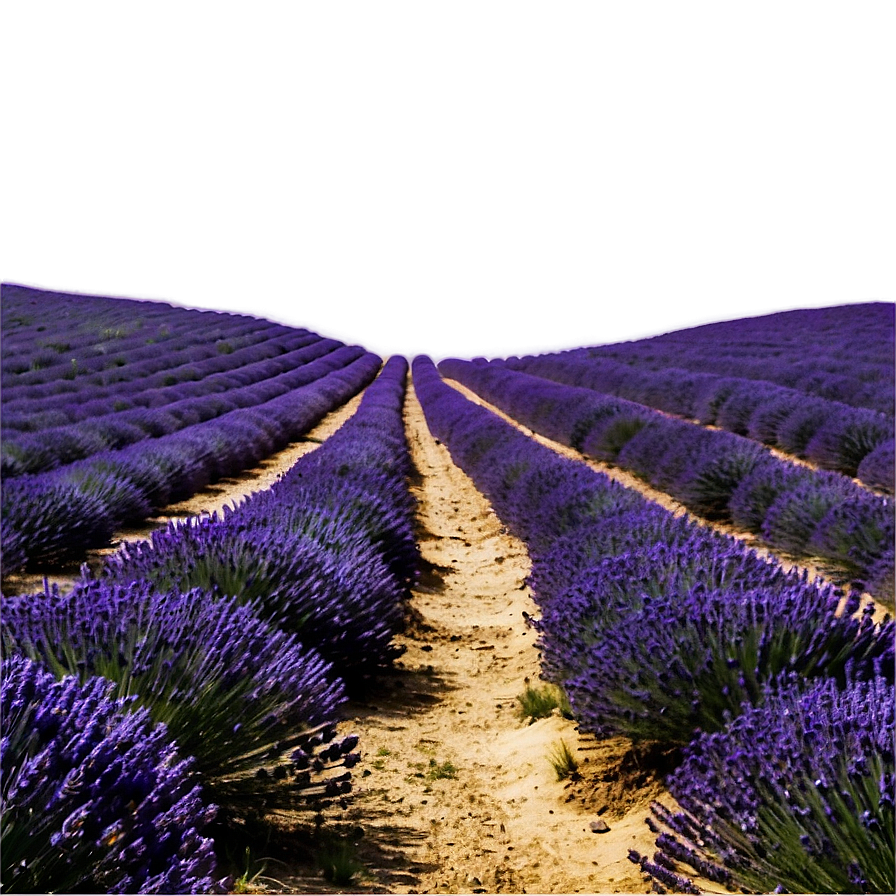 Lavender Field Path Png 55 PNG