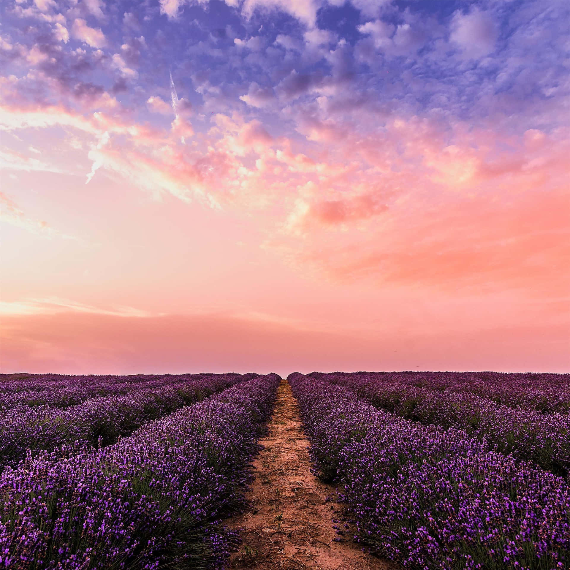 Lavender Field Path Under Purple-Pink Skies Wallpaper