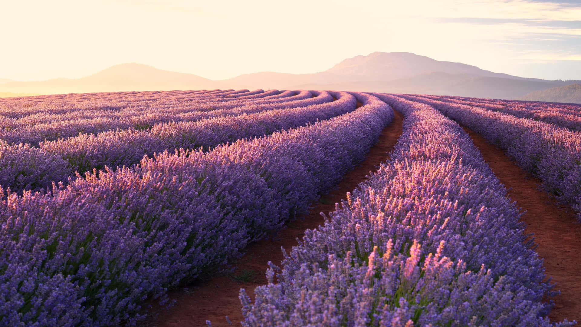 Lavender Field Peaceful Morning Wallpaper