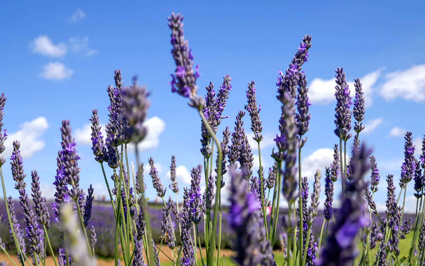 Take in the beauty of a Lavender Field