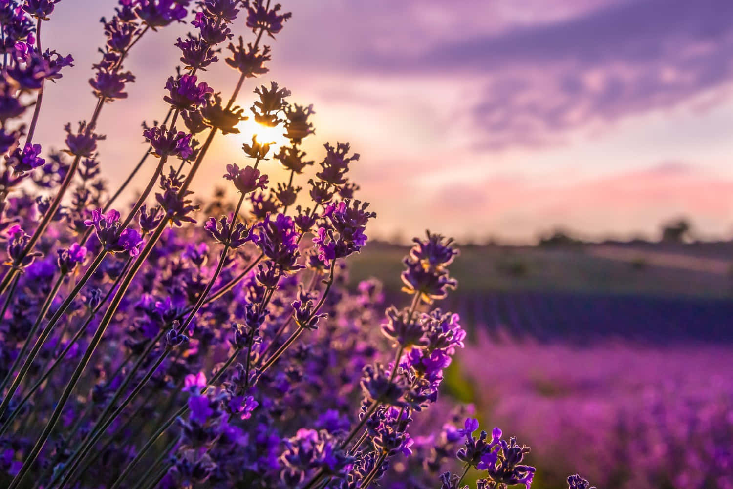Enjoy The Serenity of a Lavender Field