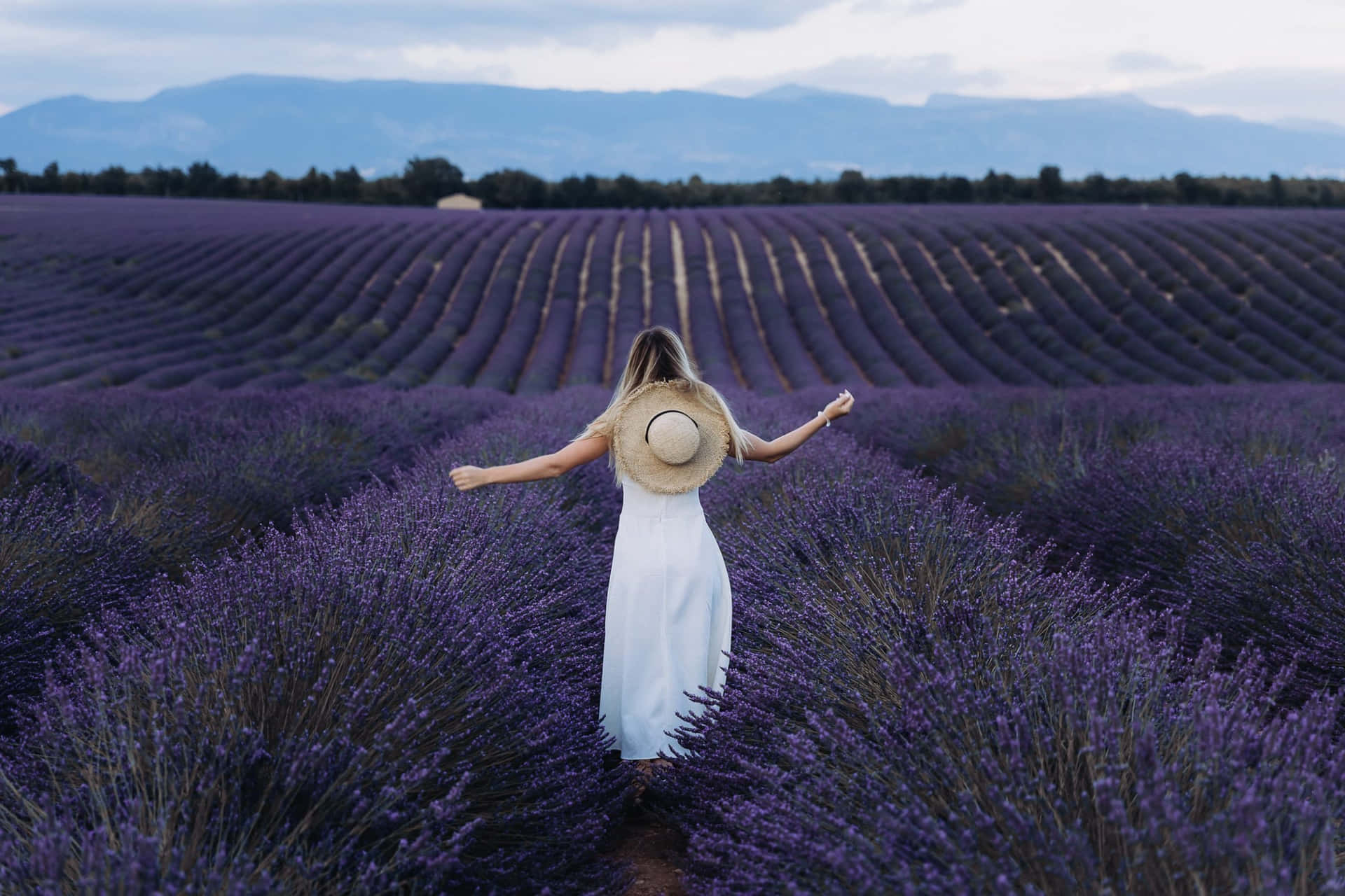 Take in the beauty of Lavender Fields
