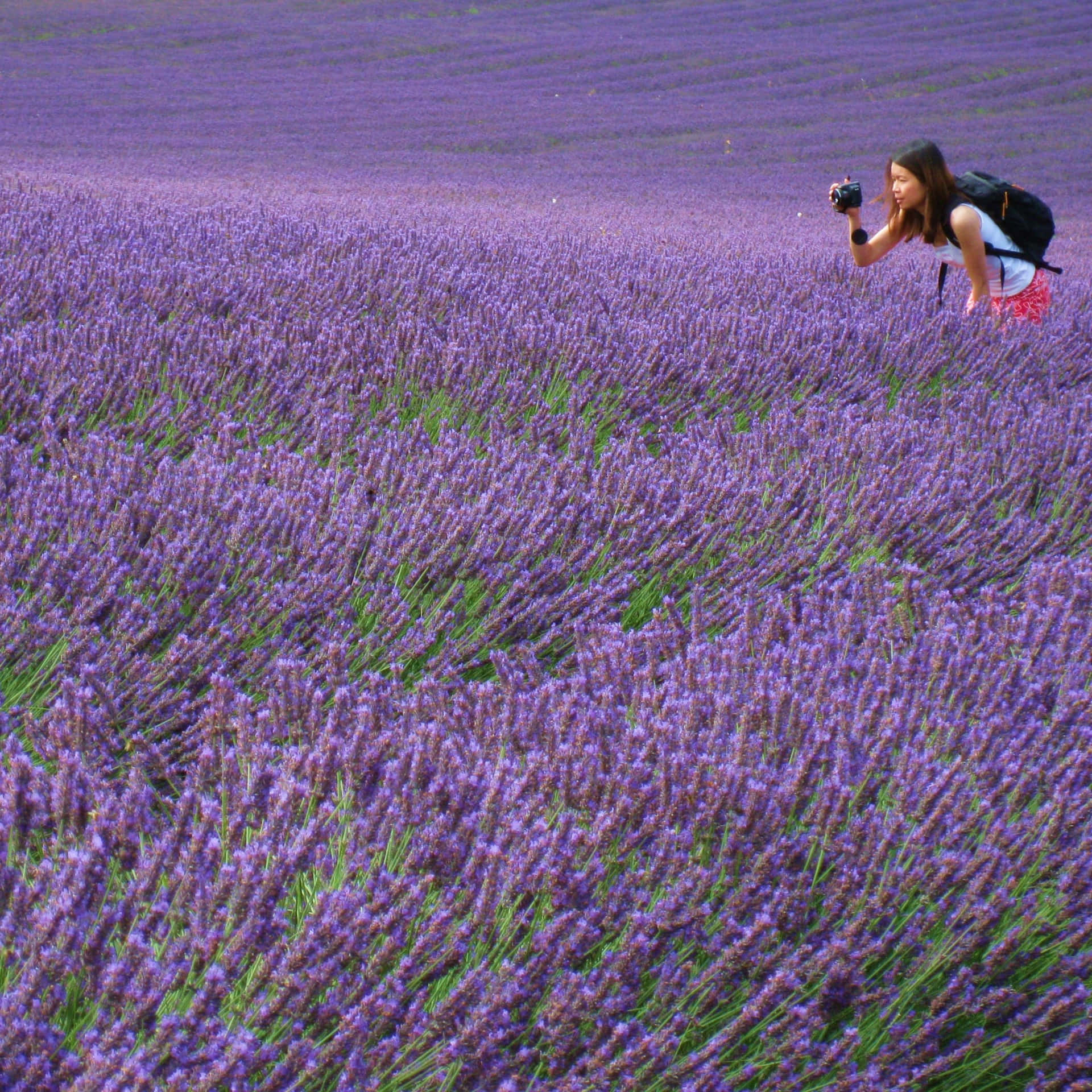 "A beautiful landscape of purple lavender flowers in a lush green field."