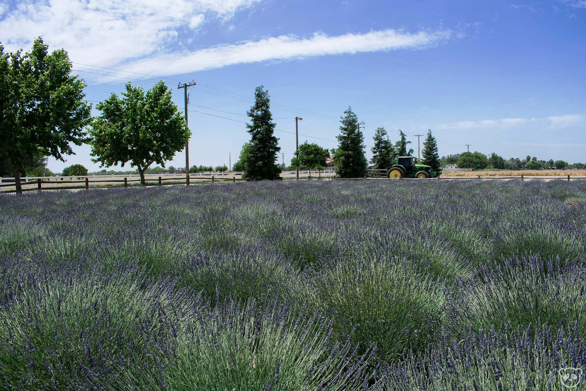 Beundrarde Häpnadsväckande Lavendelfälten I Provence
