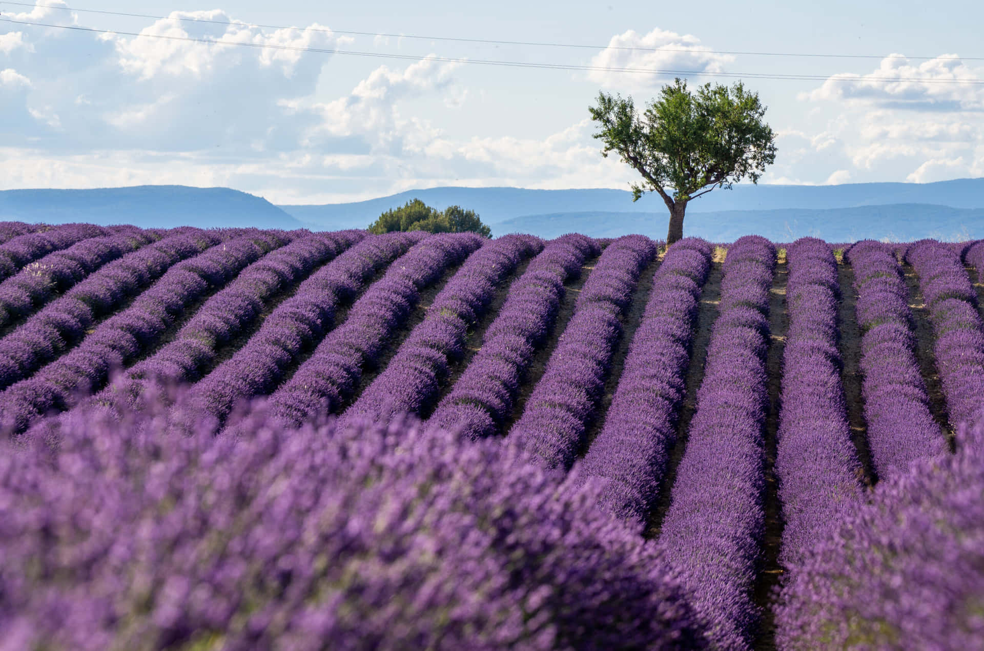 Relax and Enjoy the Lavender Field