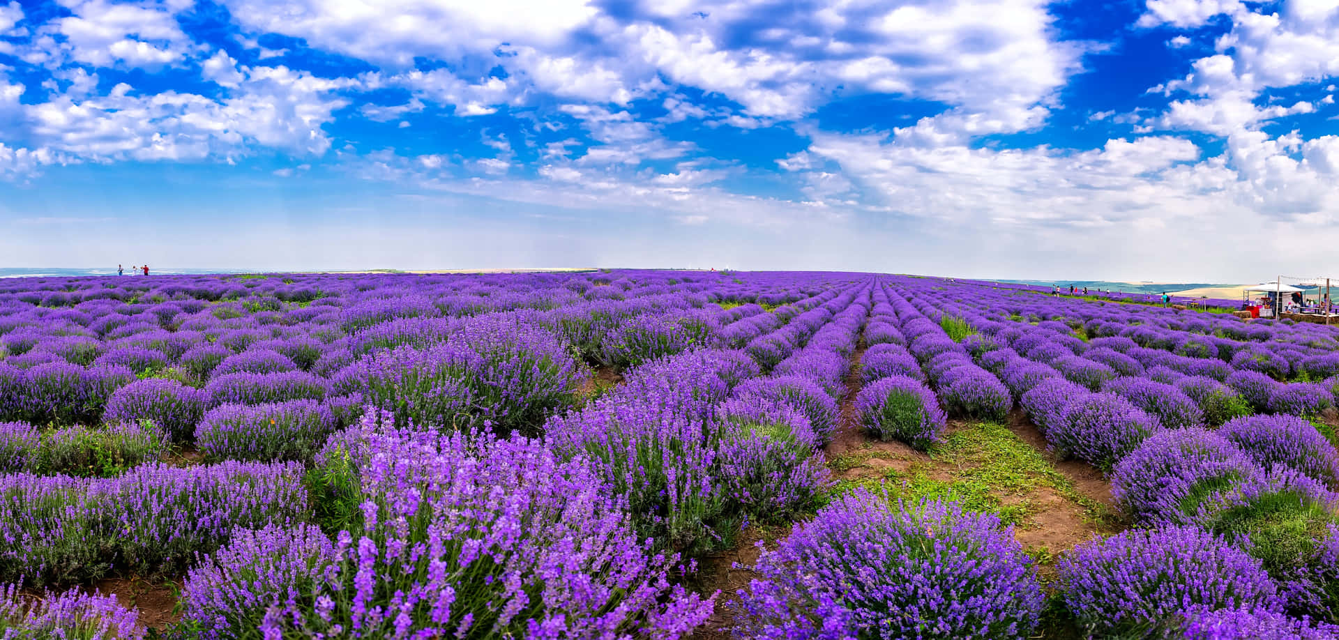 Image   Soaking Up the Beauty of a Lavender Field