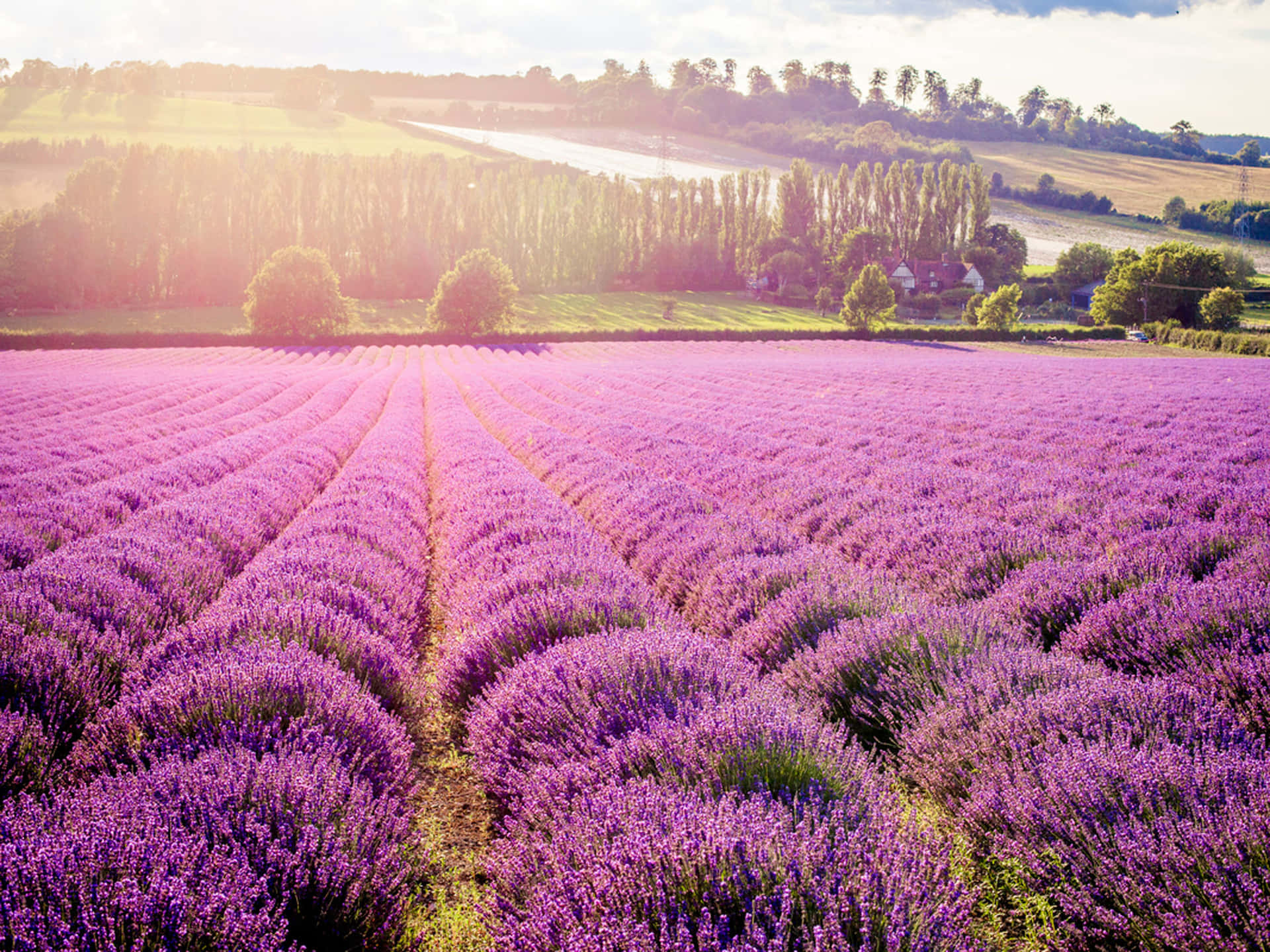 Njutav Den Vackra Utsikten Över Ett Lavendelfält