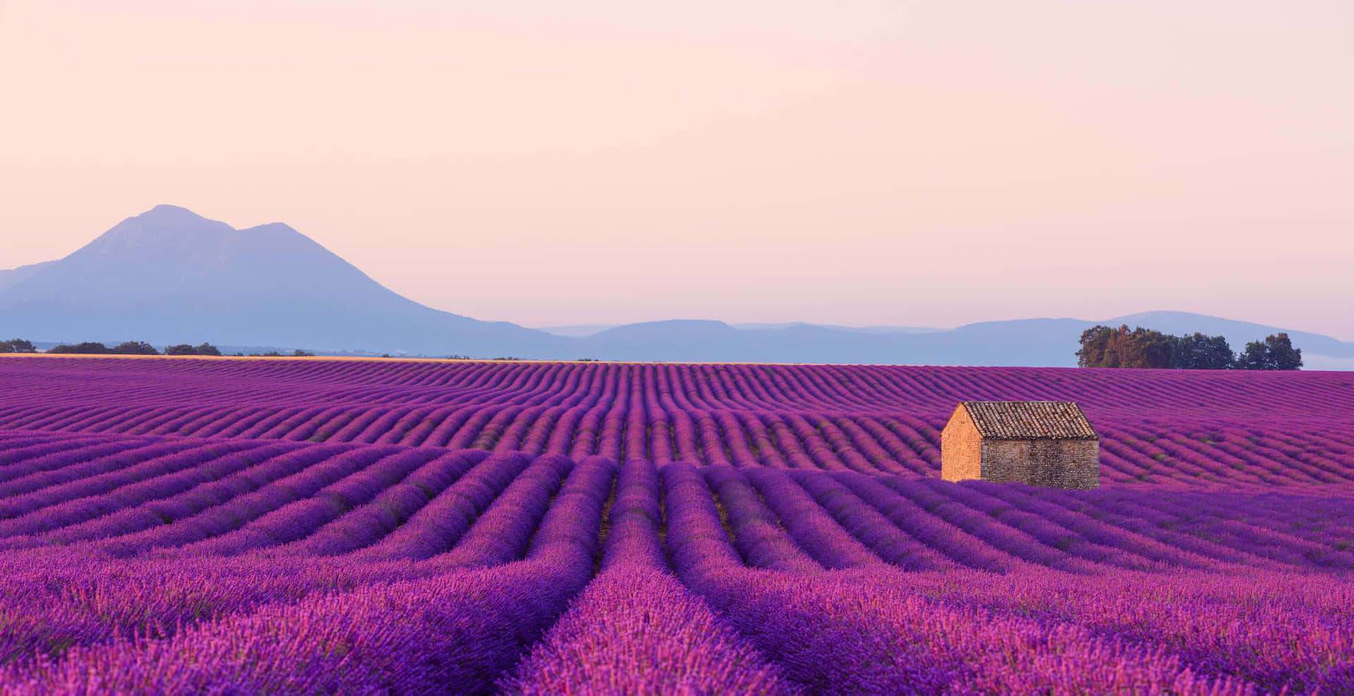 Njutav Den Lugna Skönheten Av Ett Lavendelfält