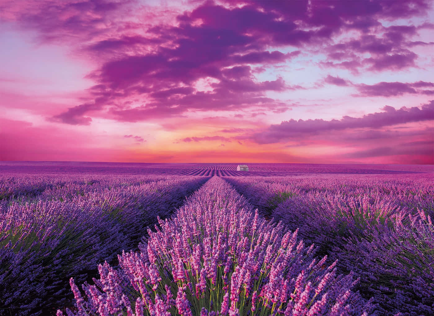 Fördjupadig Själv I En Vacker Lavendelfält