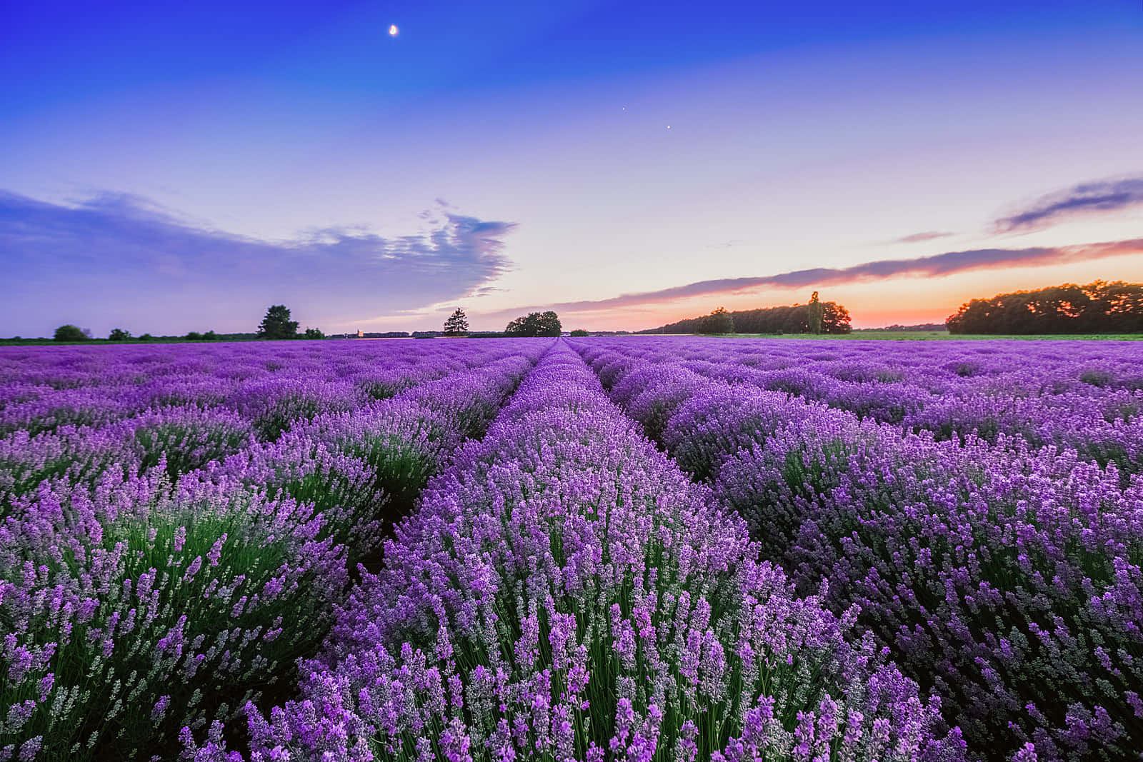 “The breathtaking beauty of a lavender field.”