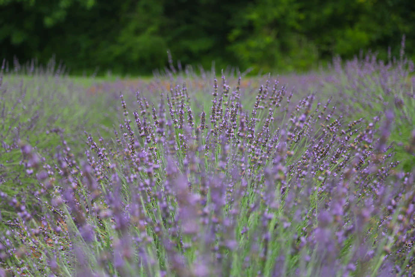 Lavender Field in the French Countryside - A Picture Perfect Place of Solitude