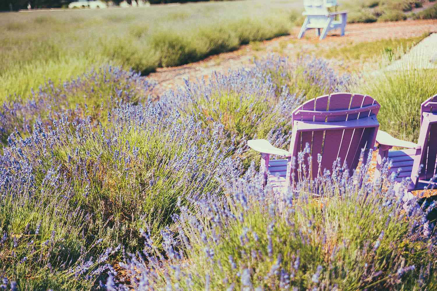 Purple Chairs In A Field Of Lavender