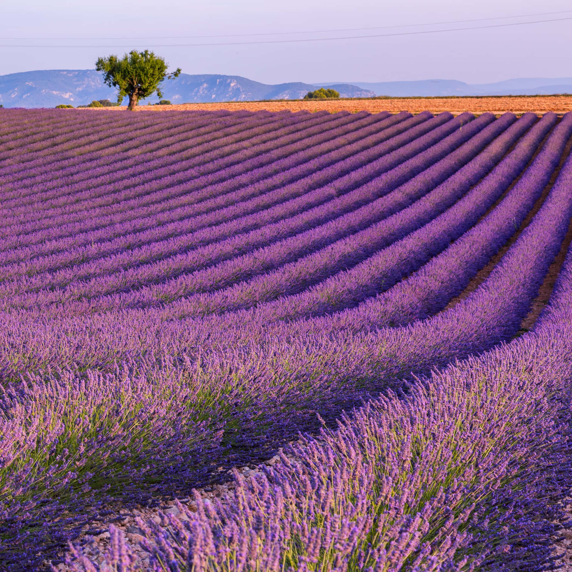 Enjoy a relaxing moment in the beautiful lavender field!