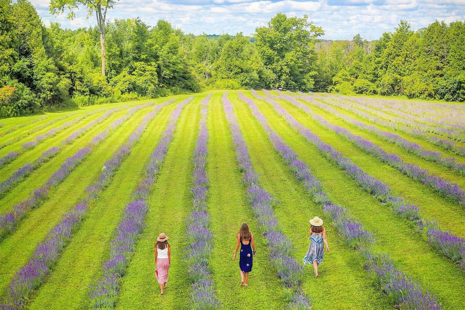 Drift away to Lavender Fields