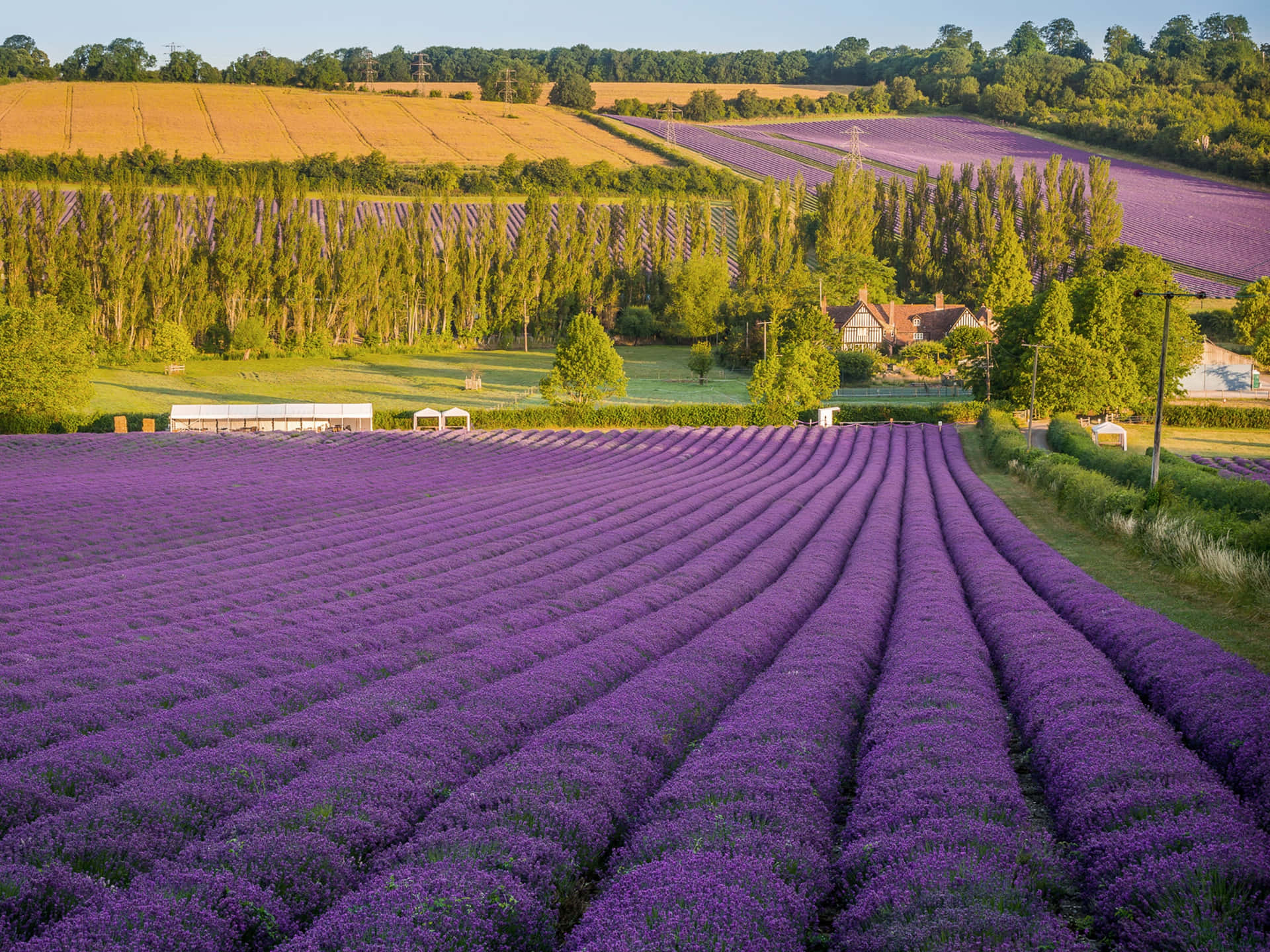 Breathe in the beauty of Lavender Field