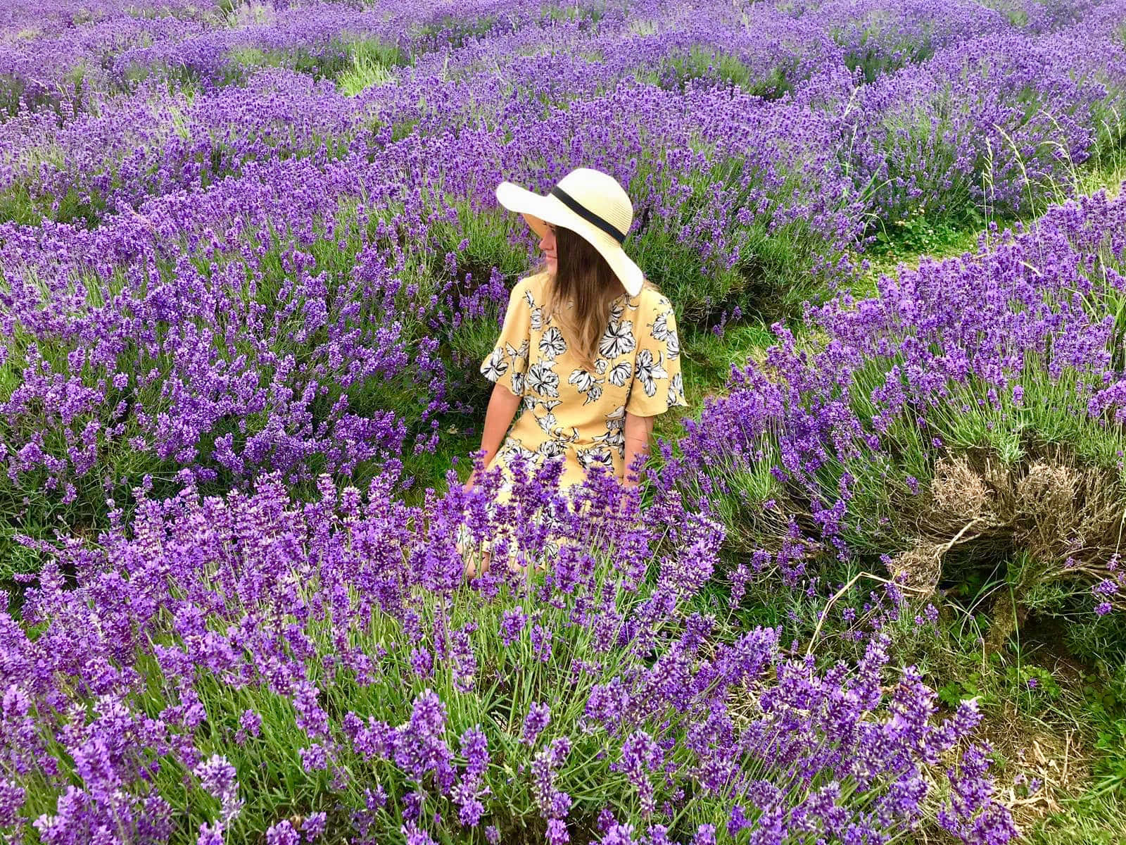 A Woman In A Hat Standing In A Lavender Field