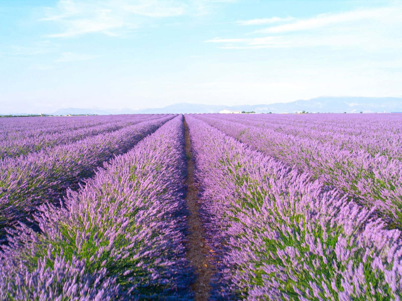 Take in the tranquility of a summer morning in a lavender field