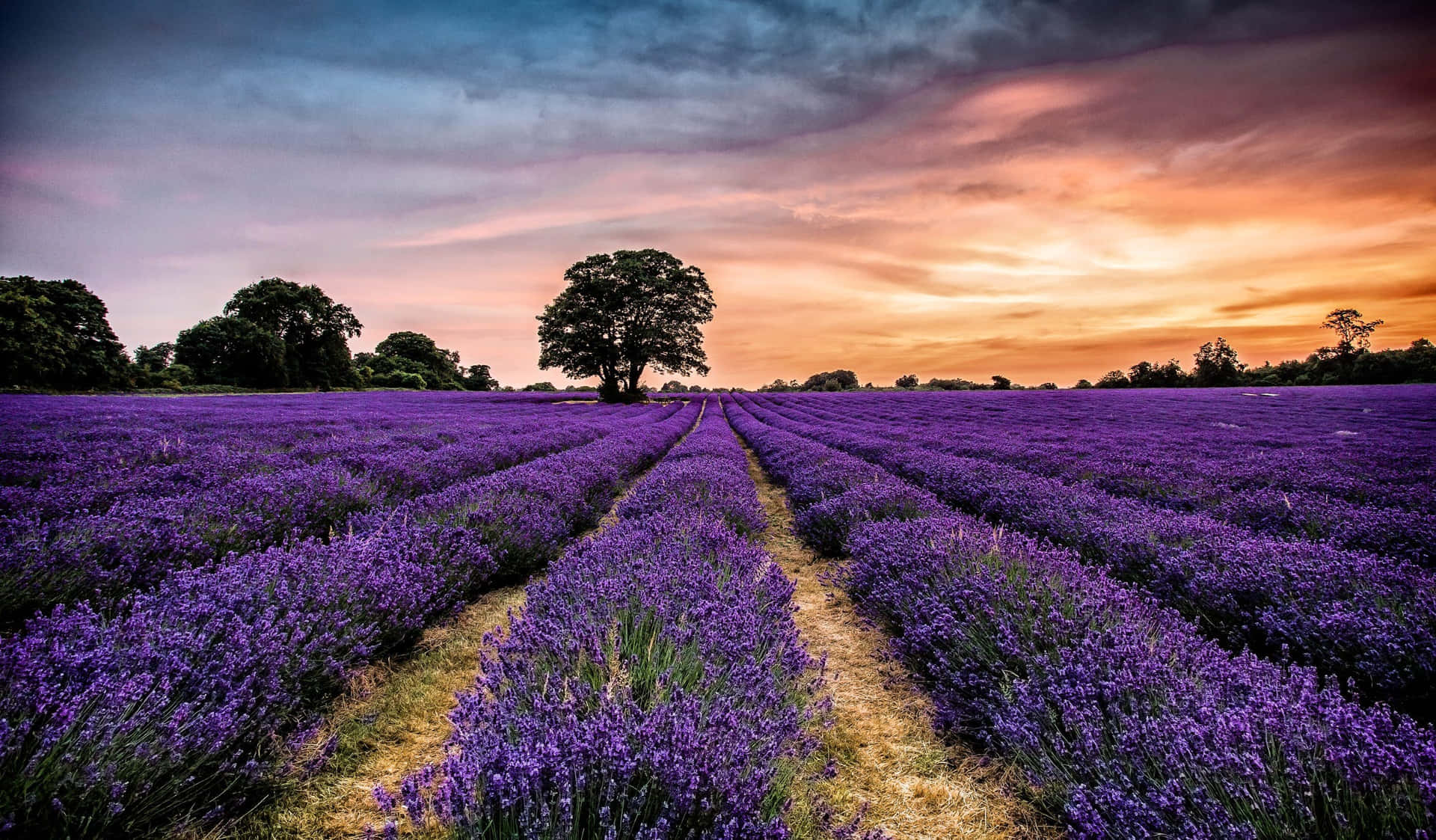 Enjoy the beauty of a Lavender Field