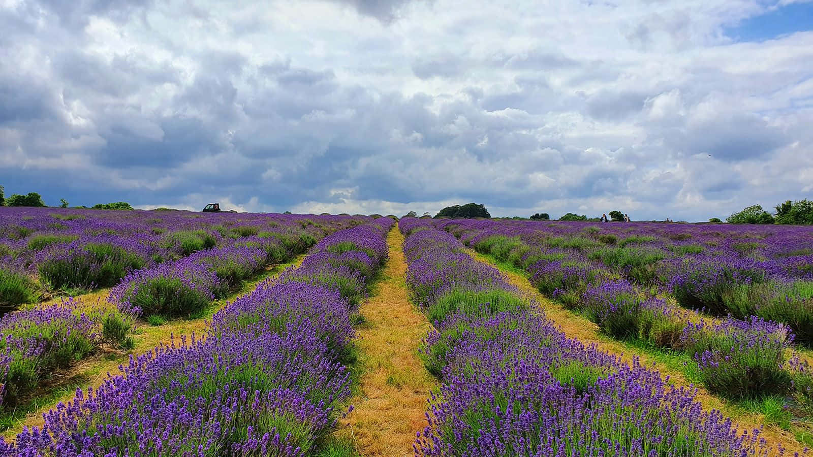 Enjoy the beauty of a lush lavender field