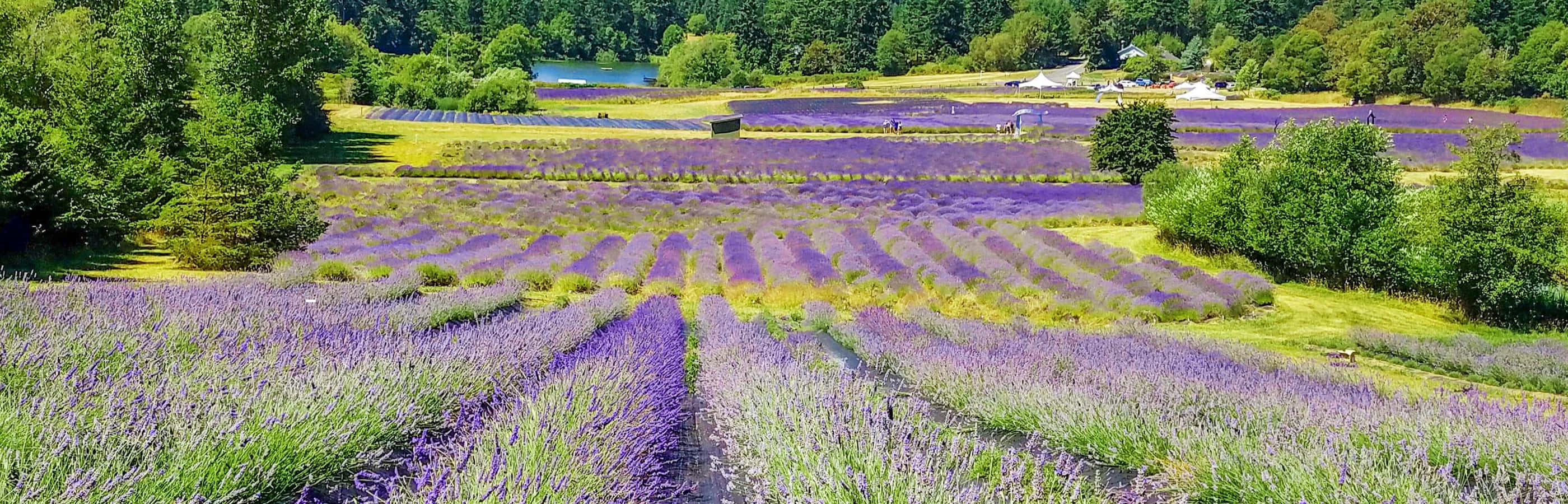 Enjoy the beauty of peaceful lavender fields