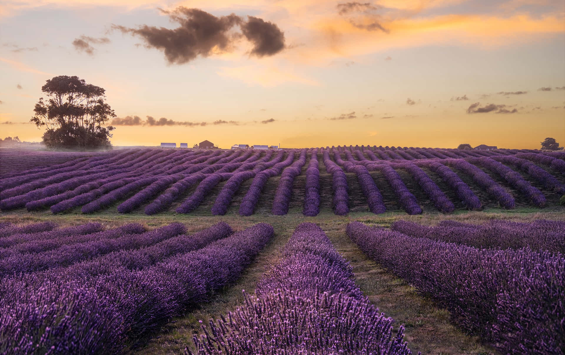 Lavender Fields -- A picturesque landscape of endless colour.