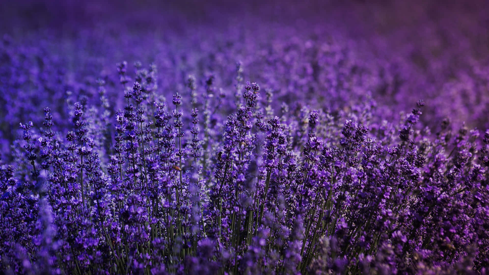 Lavender Field Purple Flower Clusters Wallpaper