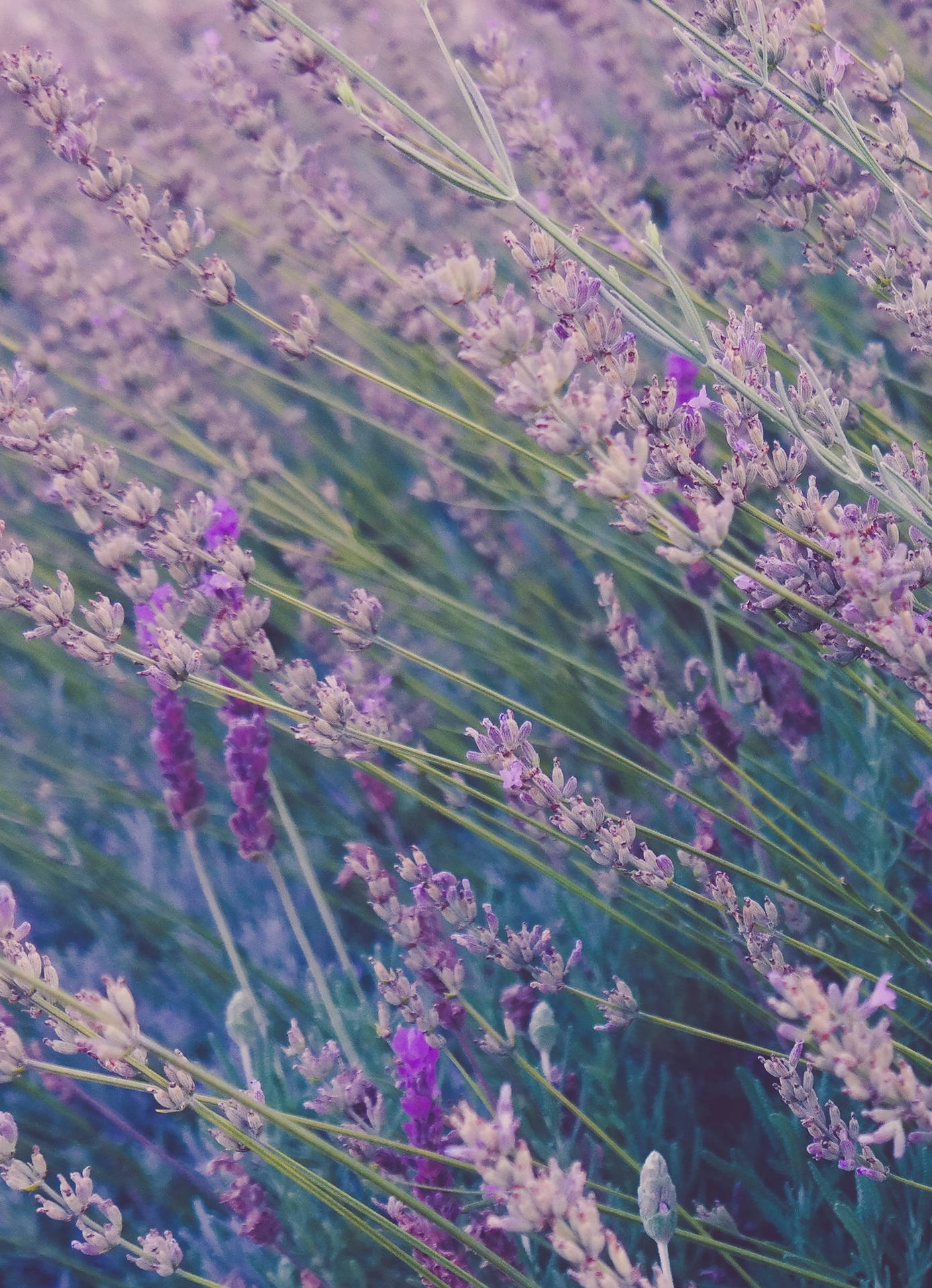 Lavender Field Purple Flower Iphone Wallpaper