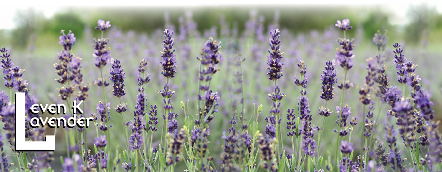 Lavender Field Serenity PNG