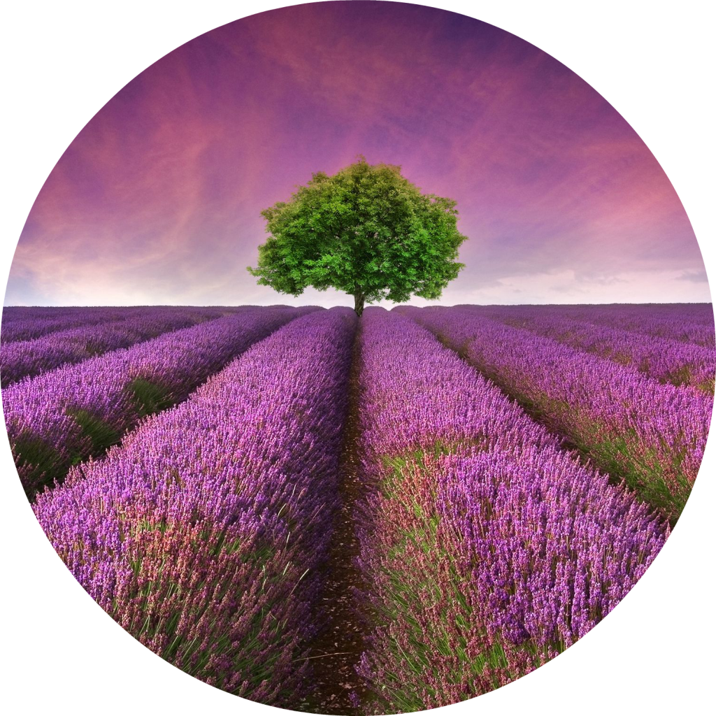 Lavender Field Solitary Tree PNG