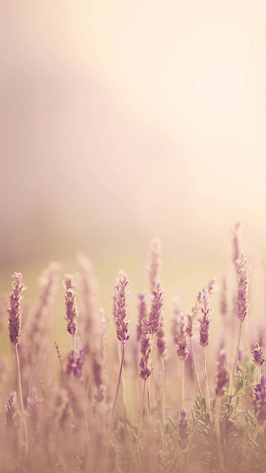 Lavender Field Sunrise Glow Wallpaper