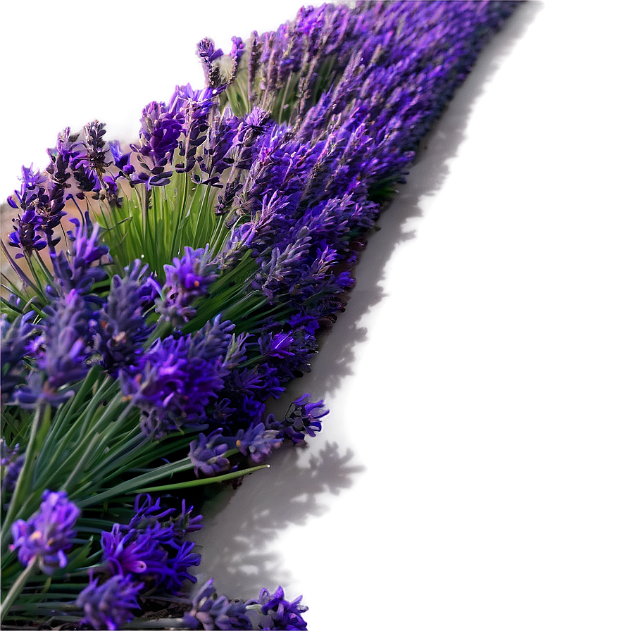 Lavender Field Sunset Png 35 PNG