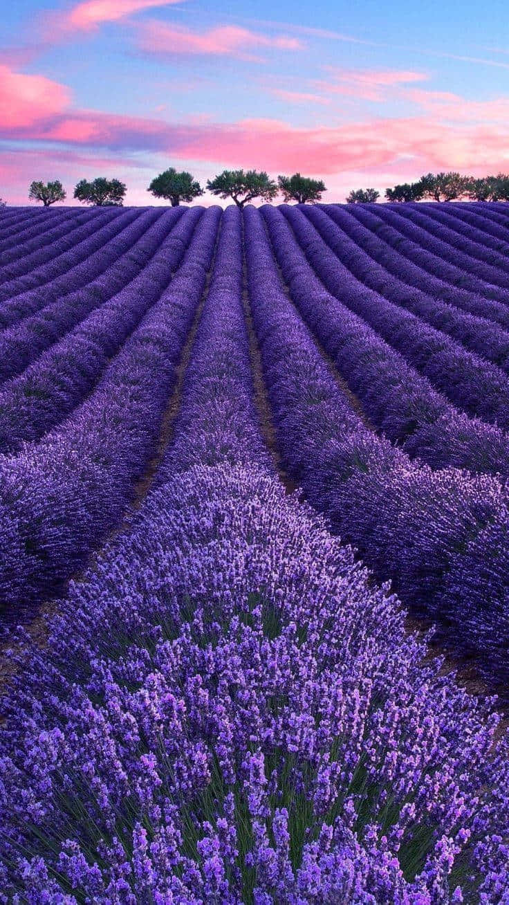 Lavender Field Sunset Purple Aesthetic.jpg Wallpaper