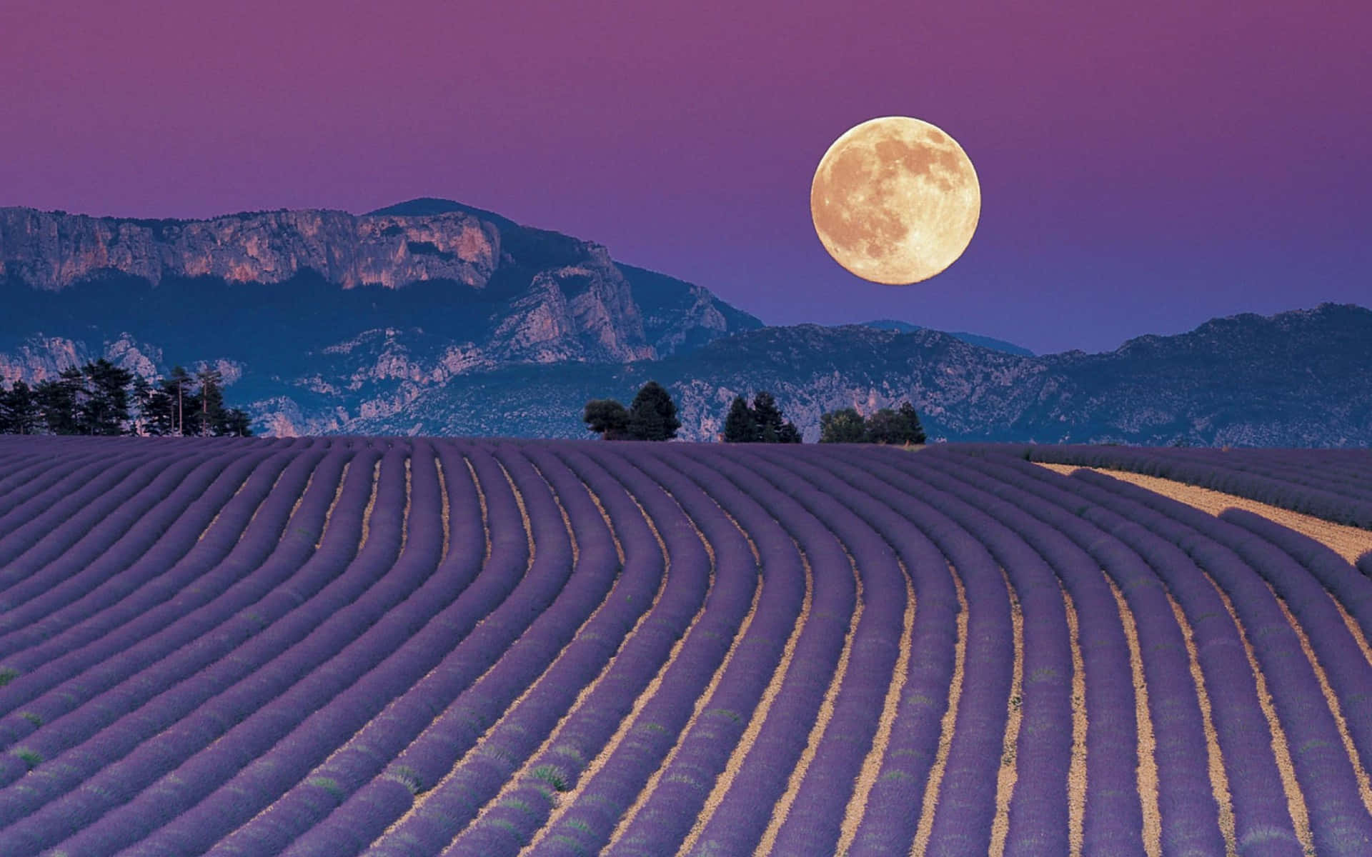 Lavender Field Under A Full Moon Wallpaper