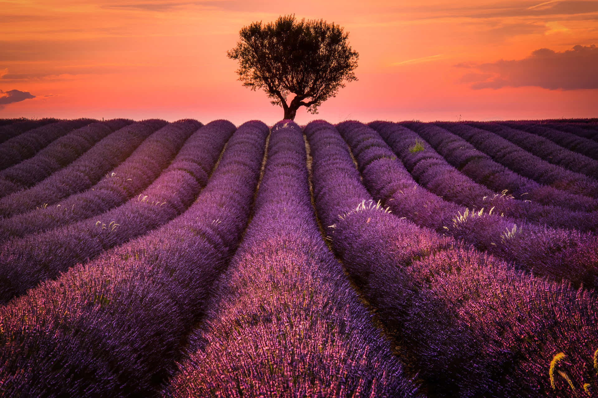 Download Lavender Field Under Peach Dusk Skies Wallpaper