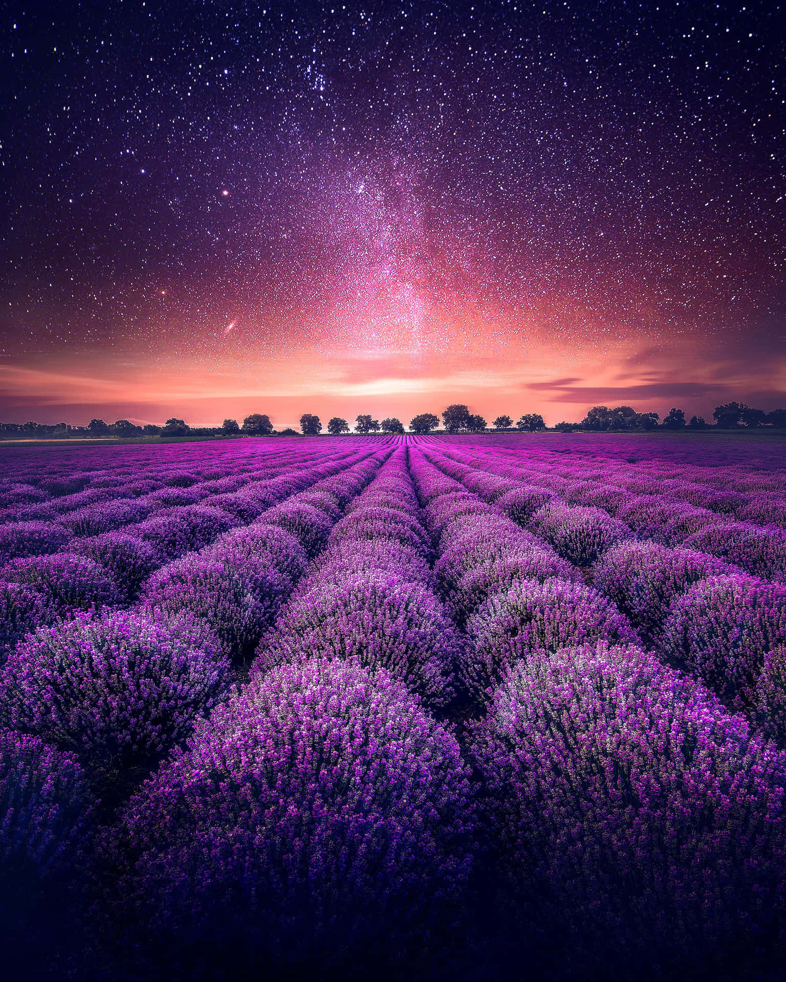 Lavender Field Under Starry Skies Wallpaper