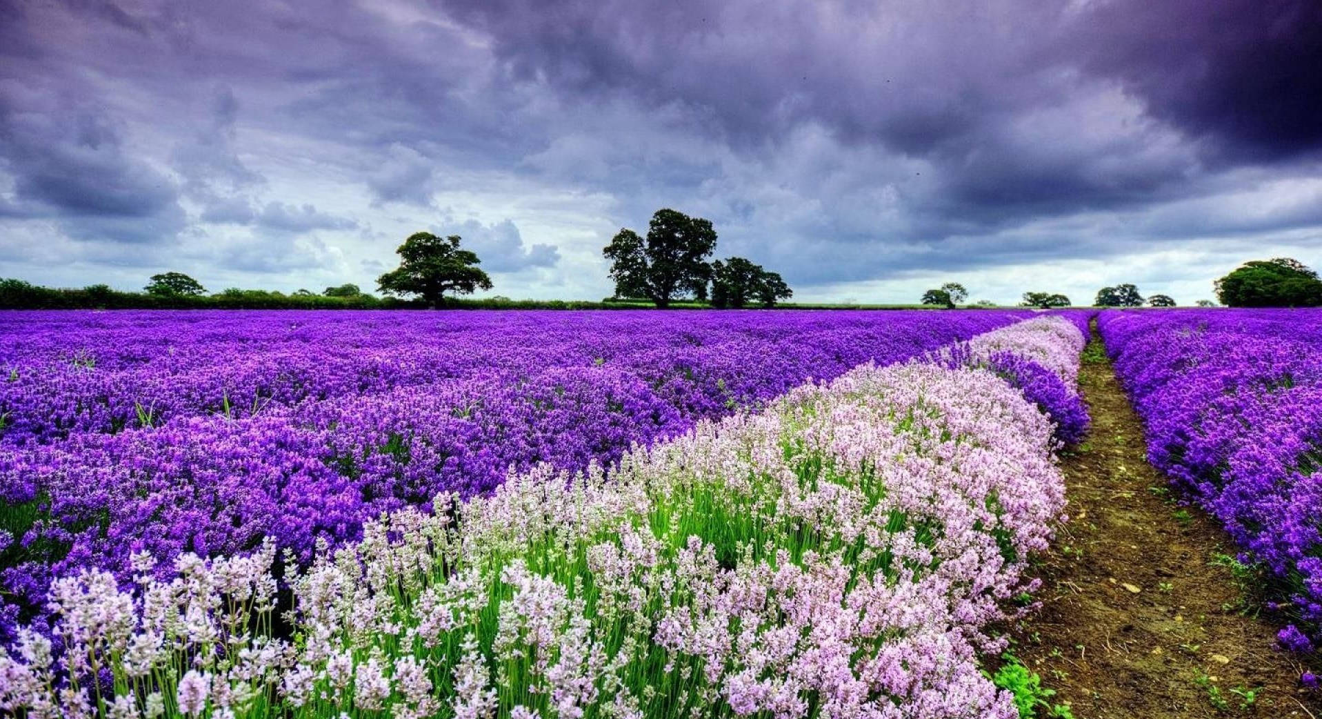 Lavender Field With Purple Flowers Wallpaper