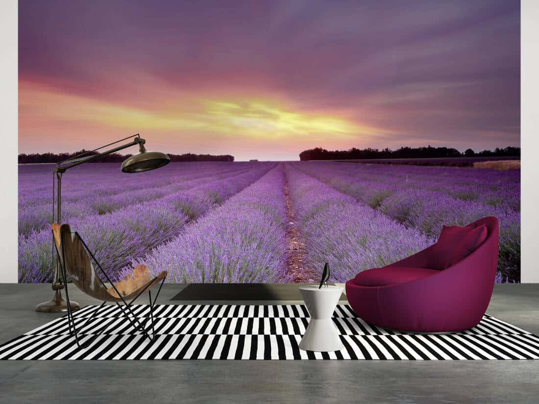 Eineszene Von Ruhiger Schönheit In Den Lavendelfeldern Wallpaper