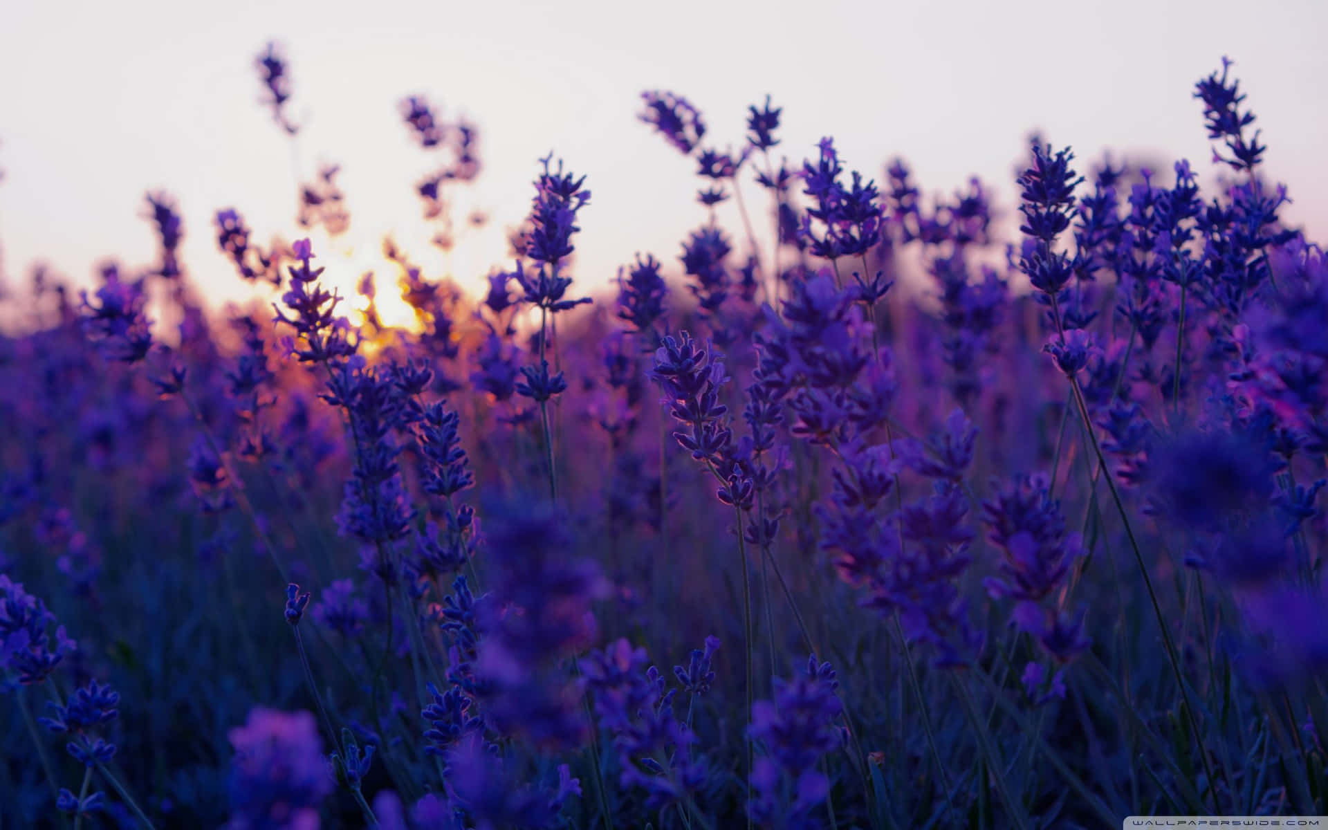Stunning Lavender Fields near Valensole, France Wallpaper
