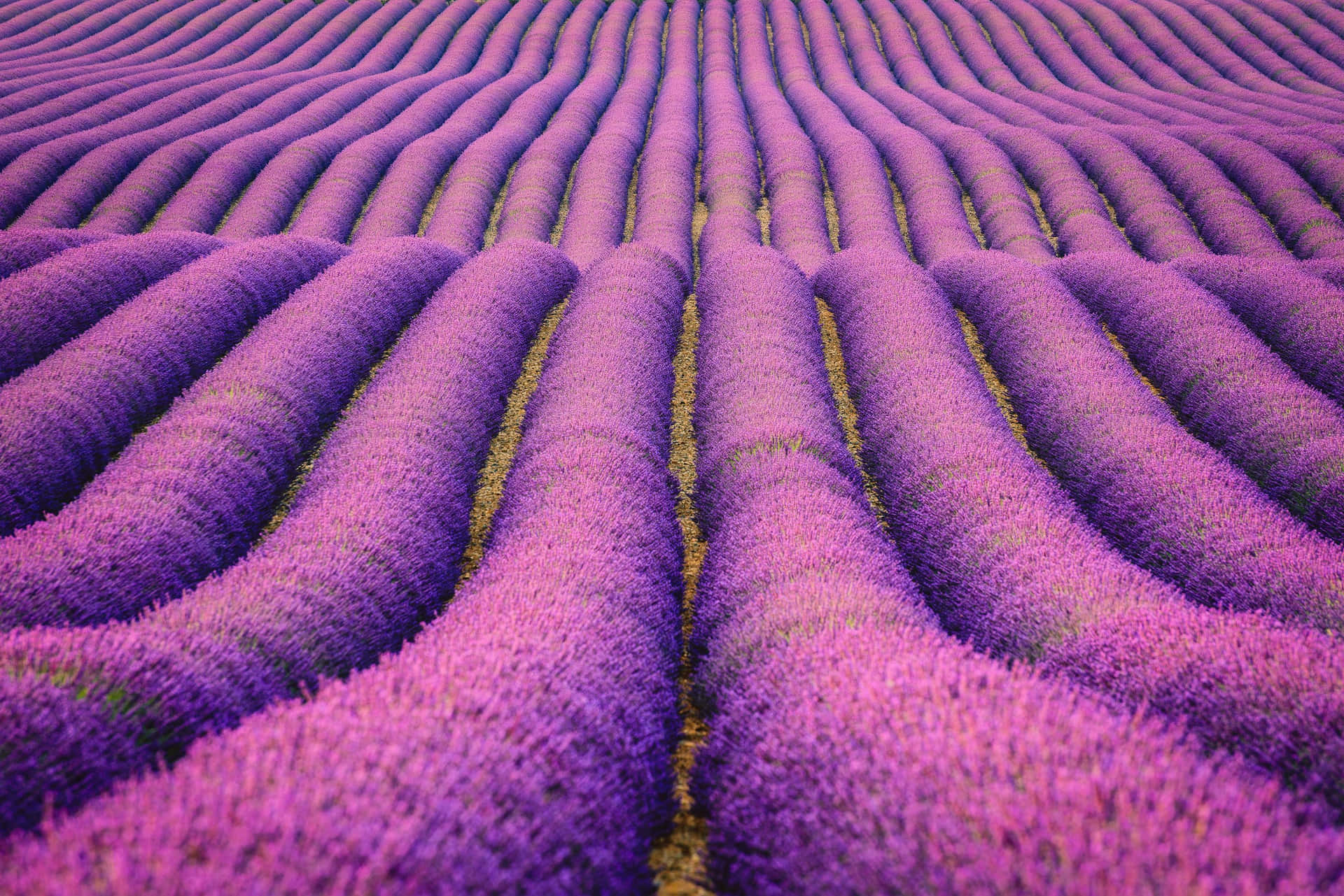 A lavender field in full bloom with the sun shining through. Wallpaper