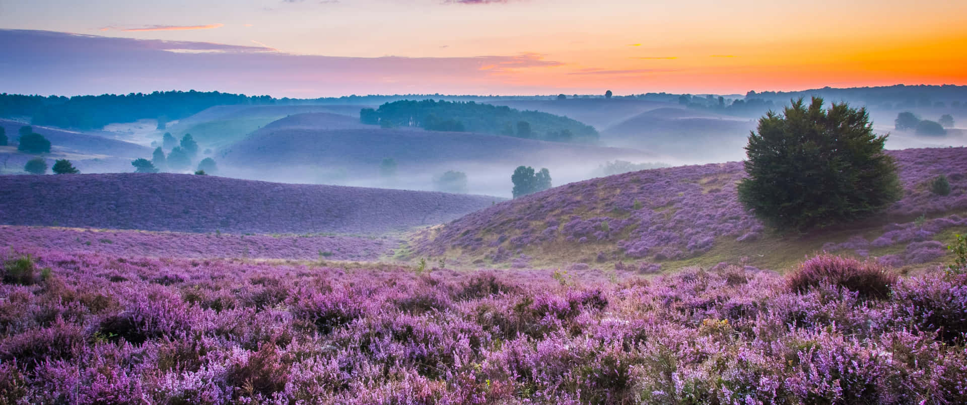 Udforske den skønhed af Lavendel Markerne Wallpaper